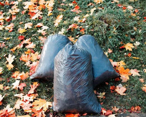 Garbage bags on the autumn lawn. Cleaning fallen leaves in the park